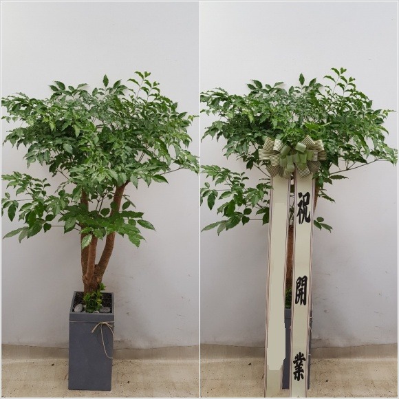 ����Ʈ��