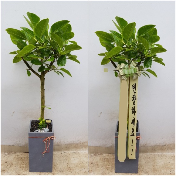 �𰥰�������