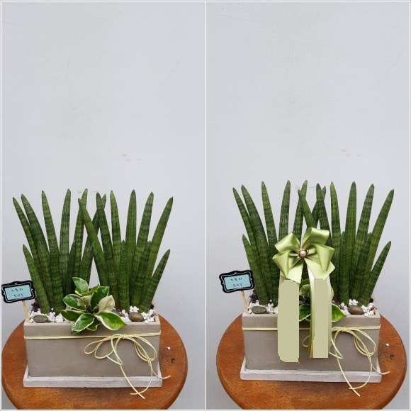 ����Ű Ź���