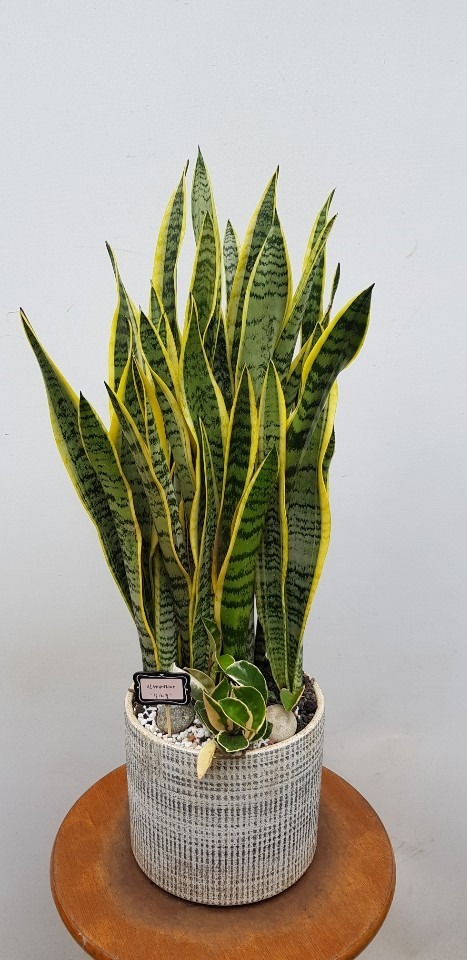 �꼼������ Ź���