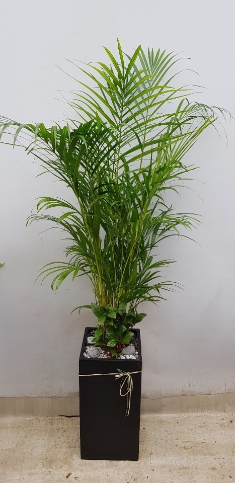 �Ʒ�ī����