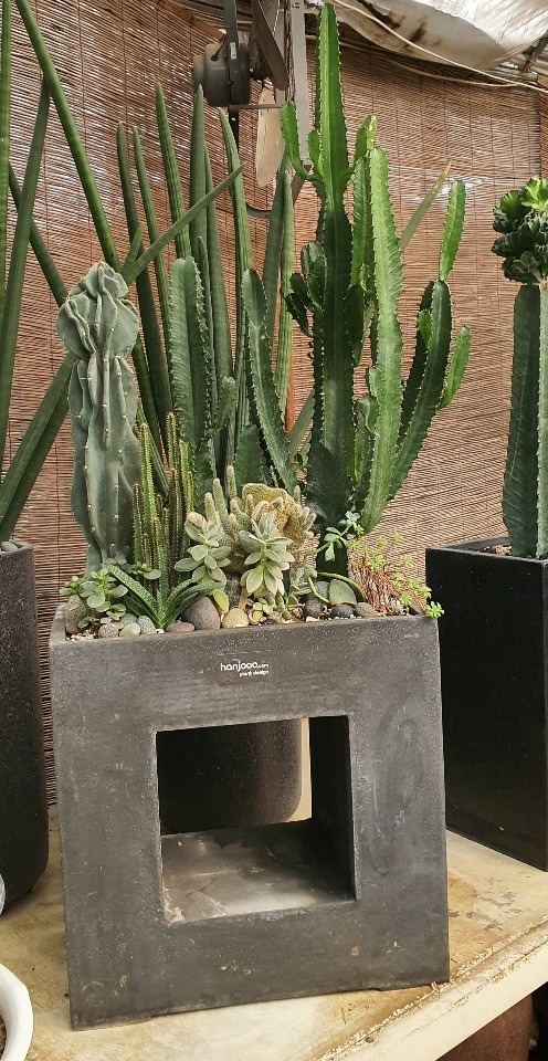 ������ ���