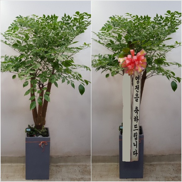 ����Ʈ��