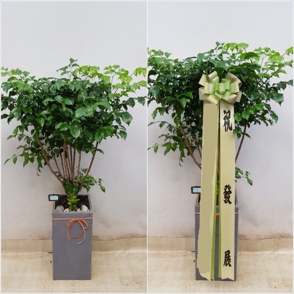 ���� �캸��