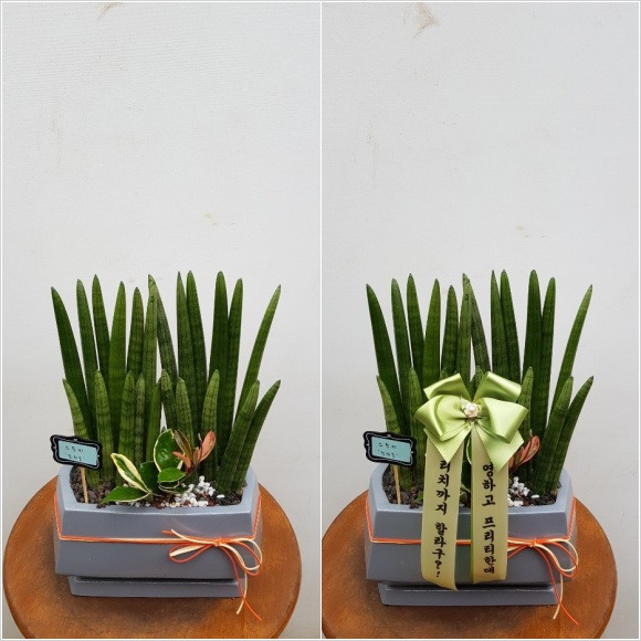 ����Ű Ź���