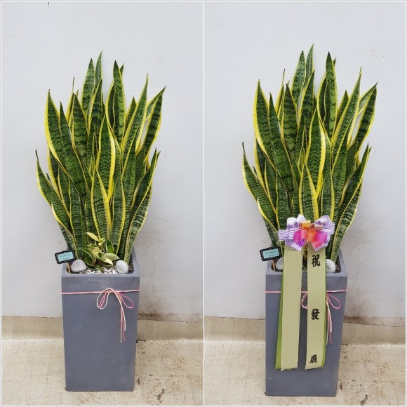 �꼼������