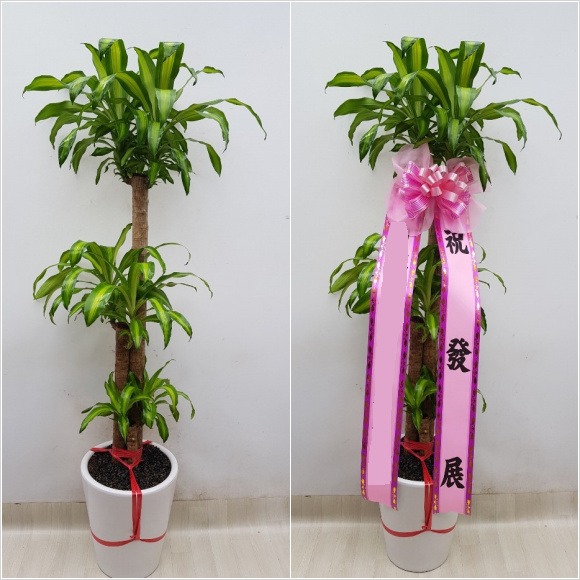 ���� �а���