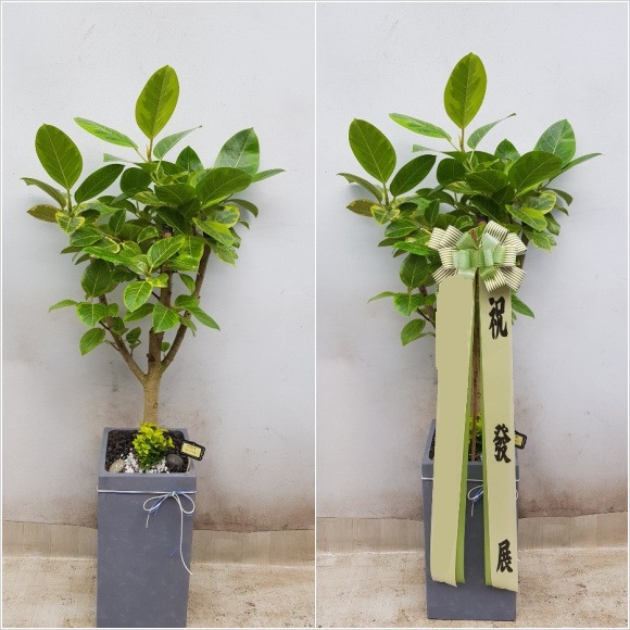 �𰥰�������