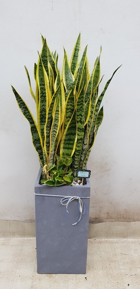 �꼼������