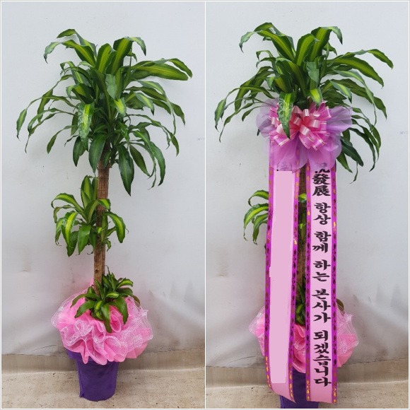 ���� ��������