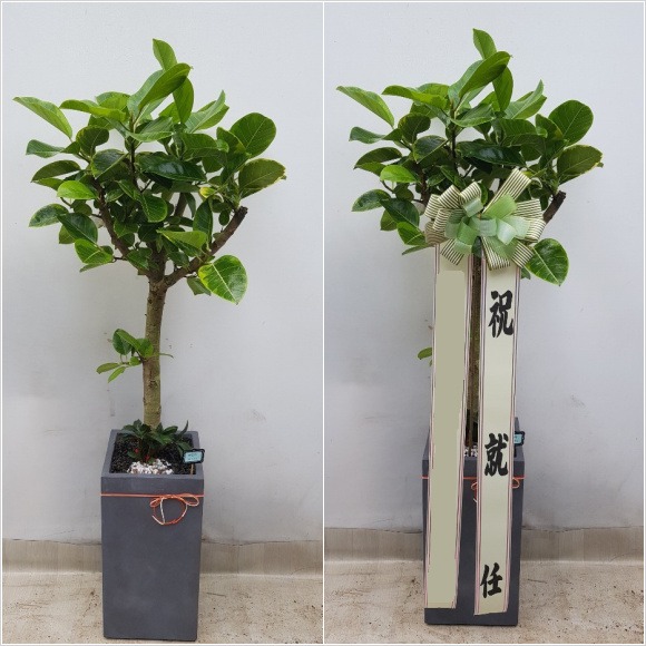 �𰥰�������