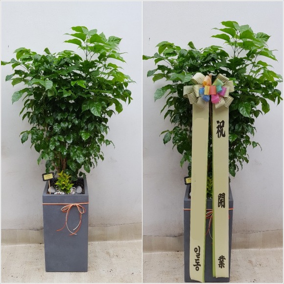 ���� �캸��