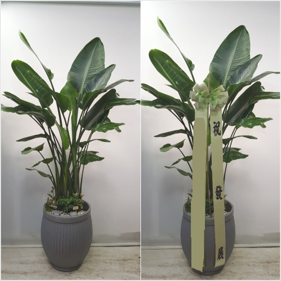  �ض��� ��ǰ