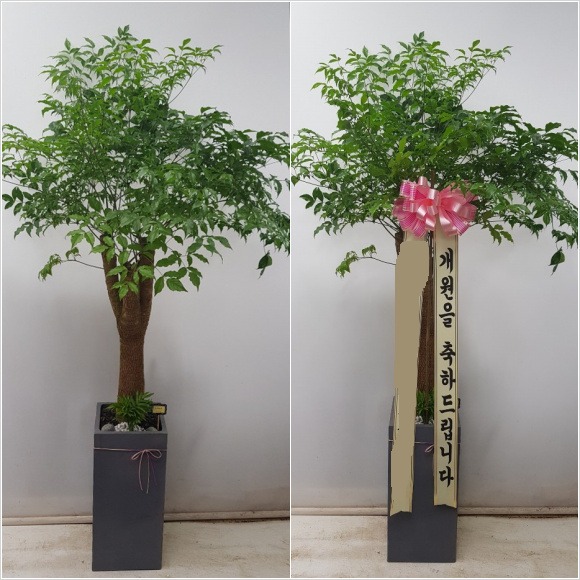 ����Ʈ��