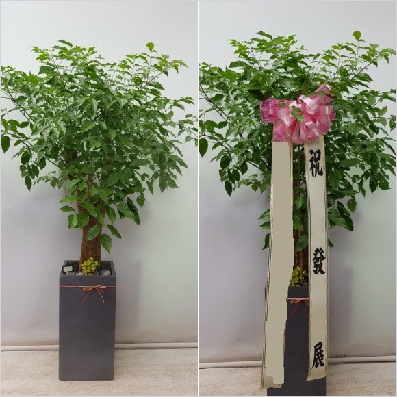 ����Ʈ��