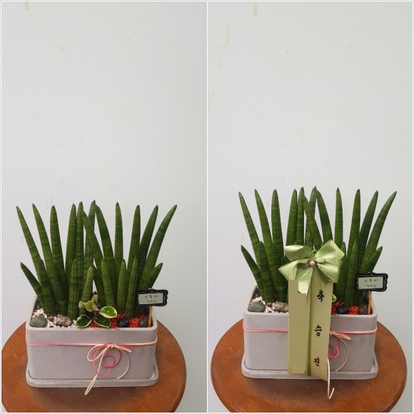 ����Ű Ź���