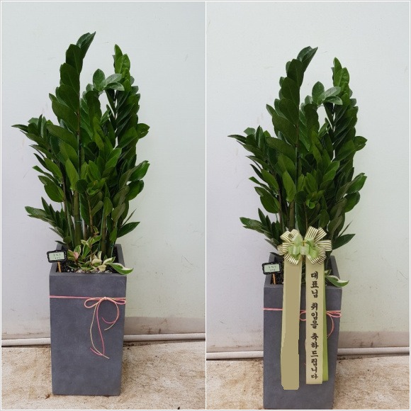 ������ �ø�Ʈ��