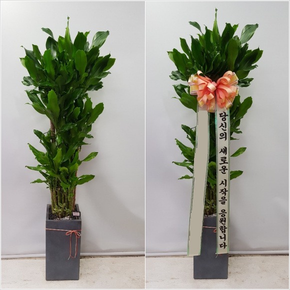 Ȳ���� �ø�Ʈ