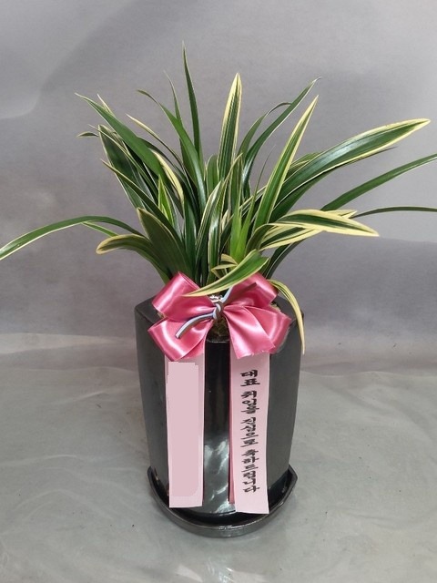 �¾�� �׶��