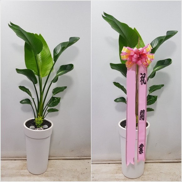 �ض���(������)