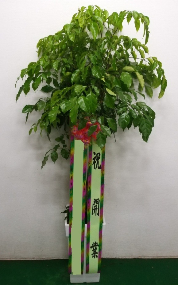 ����Ʈ��