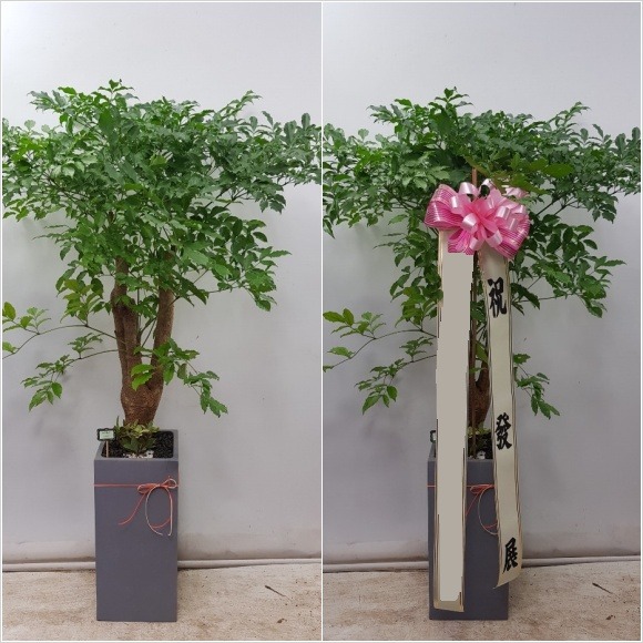 ����Ʈ��