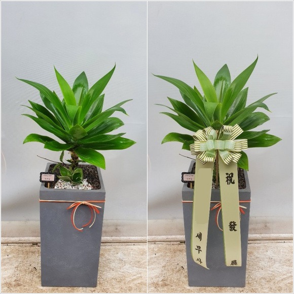 �ư��� ���״���Ÿ