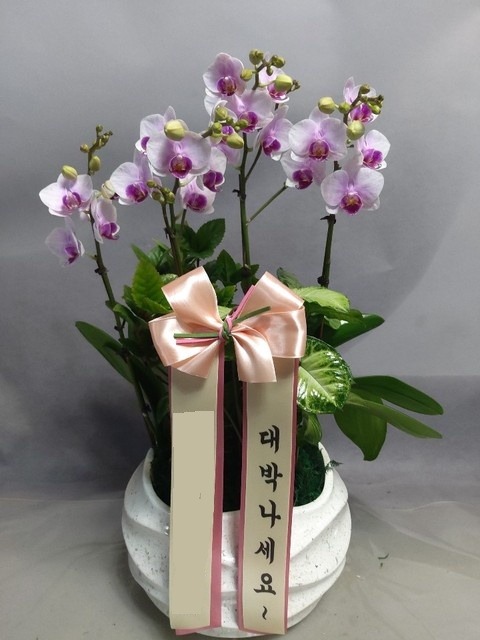 �̴� �����