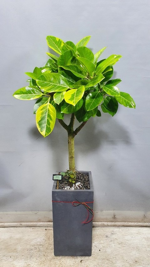 �𰥰�������