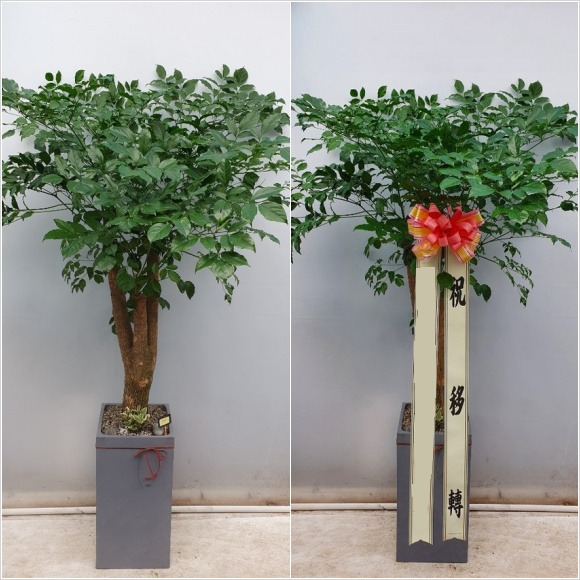 ����Ʈ��