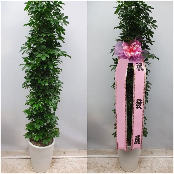 ȫ����� �а���