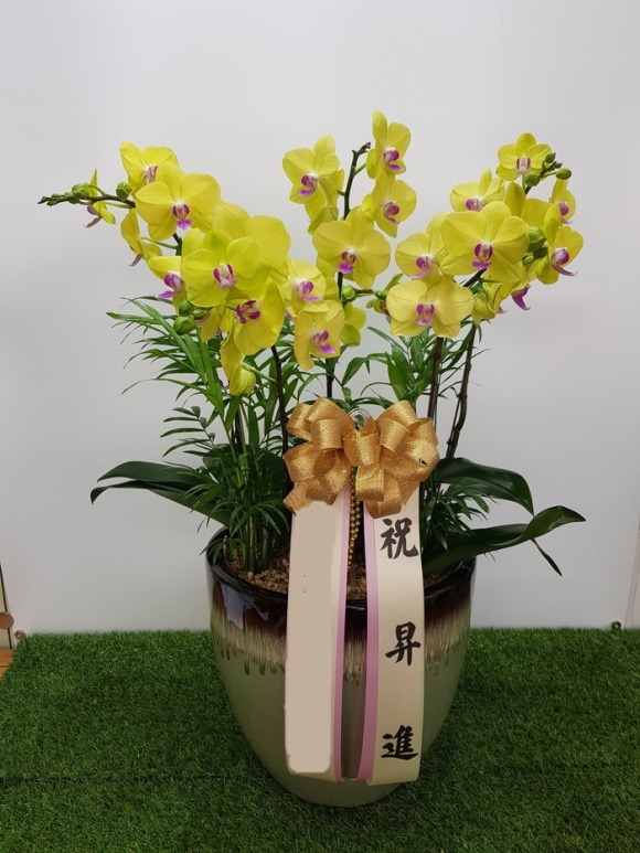 ��� ȣ����