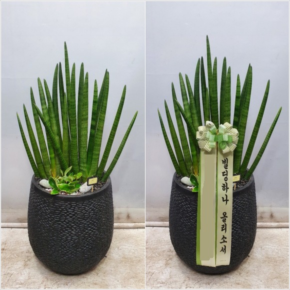 ����Ű Ư��