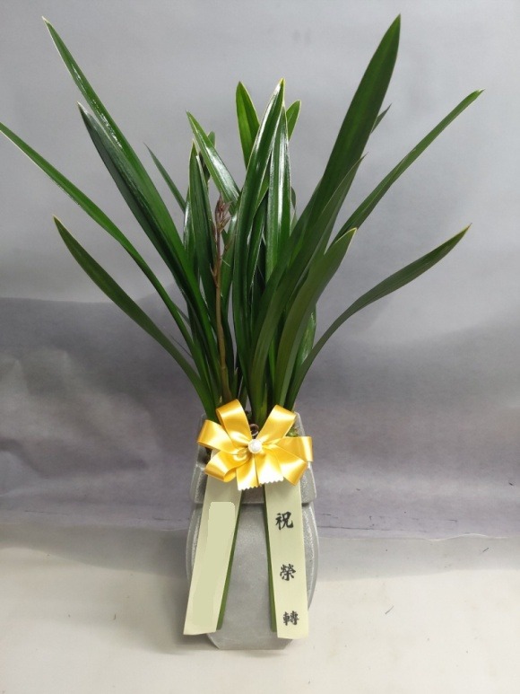 ��õ����