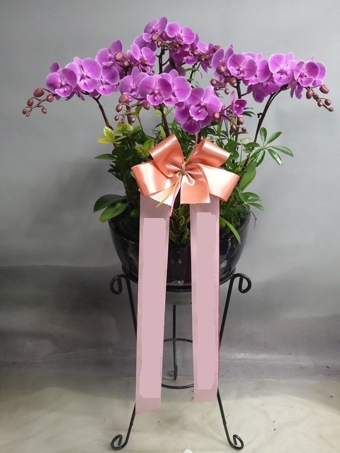 �̴�ȣ�� ö��ȭ��