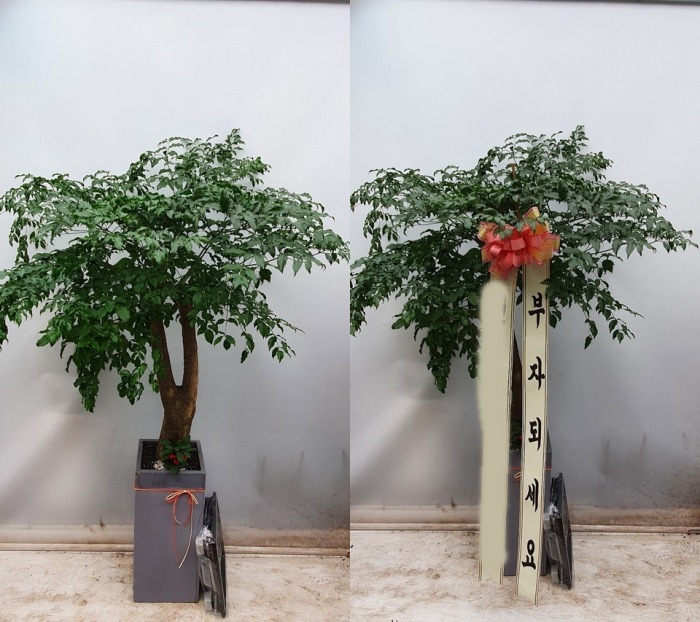 ����Ʈ��