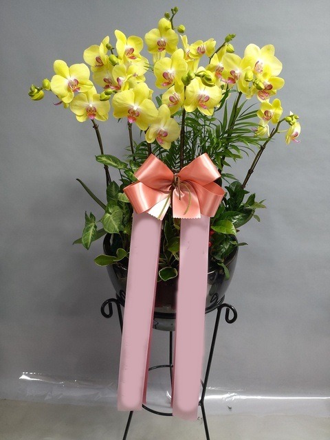 ����� �÷����