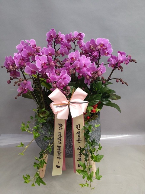 ��ȫ �̴�ȣ��