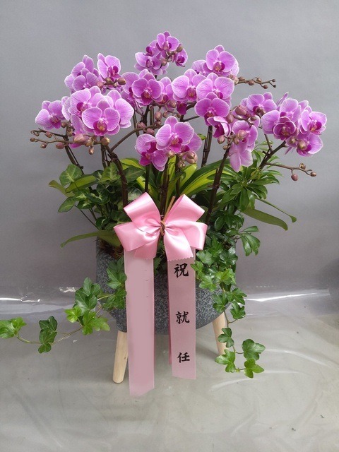 �̴� ȣ����