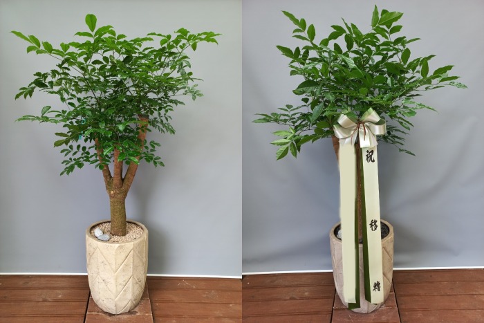 ����Ʈ��