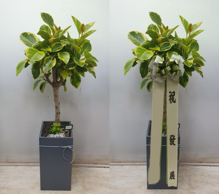 �𰥰�������