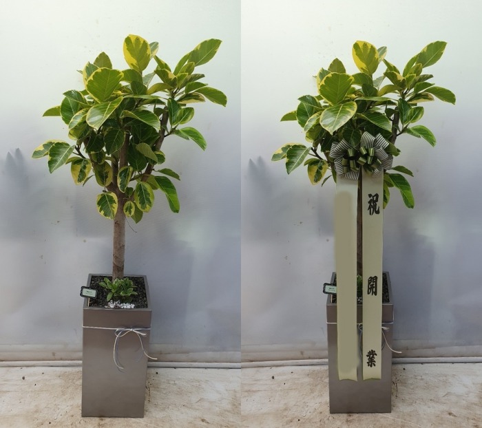 �𰥰�������