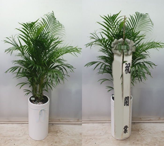 �Ʒ�ī����