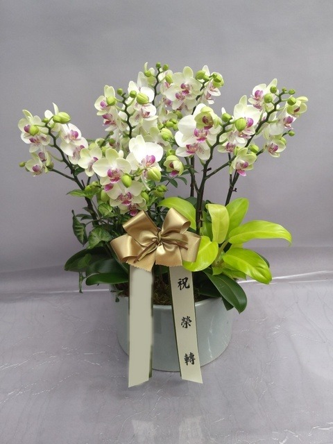 ����� �׸�����