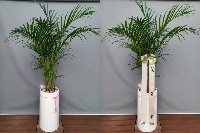 �Ʒ�ī����