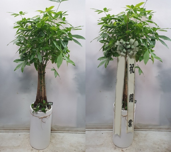 ��Ű�� �а���