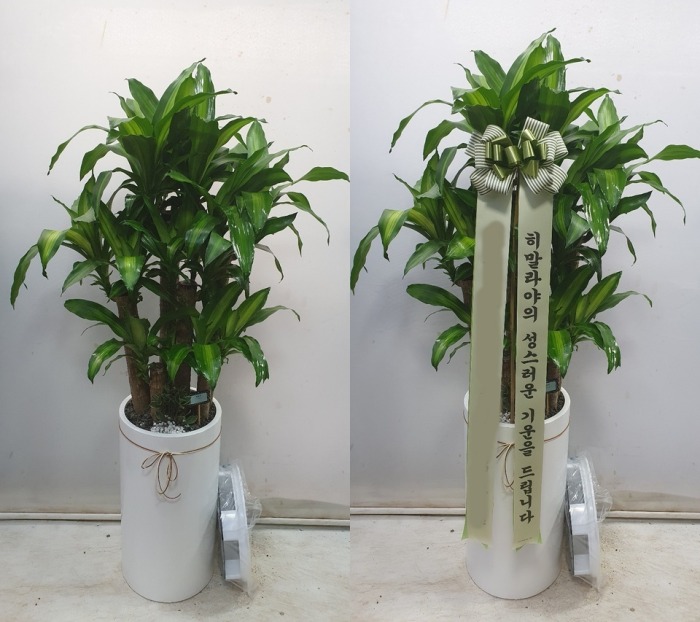 ���� ����