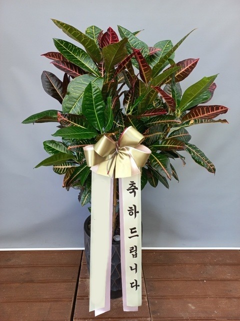 ����ȭ�� ũ����