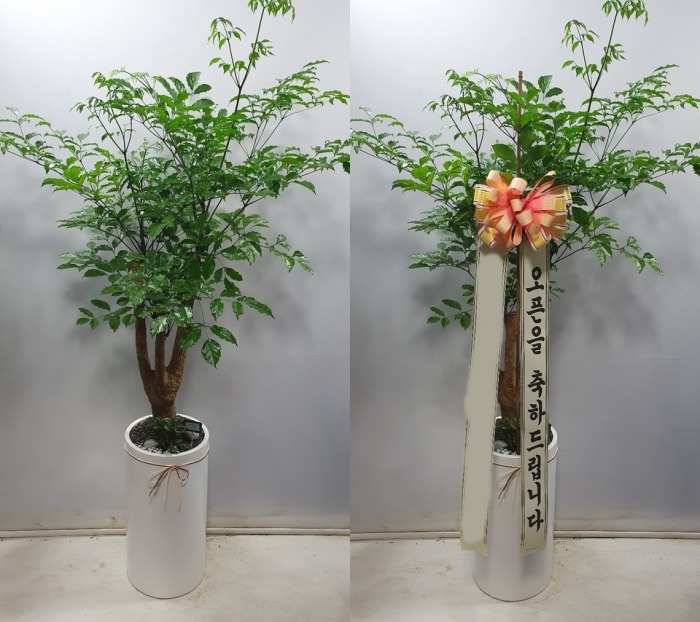 ����Ʈ��