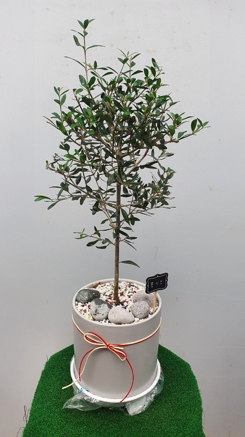 �ø��곪��